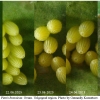 pi brassicae ovum volg